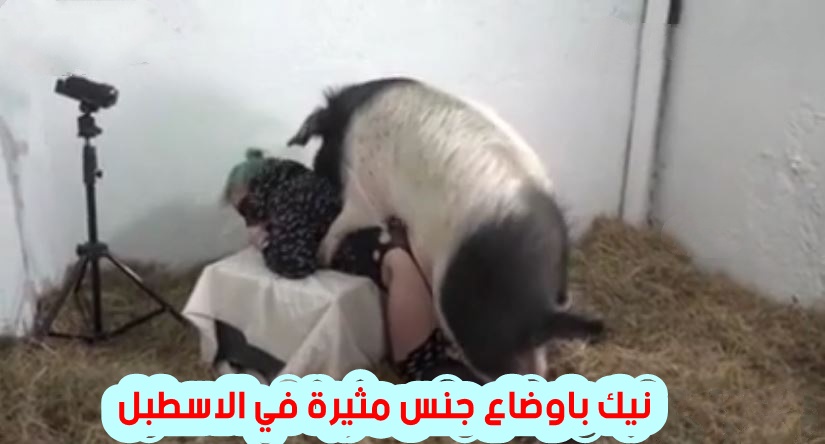 حصري نيك الخنزير مع عاهرة في الاسطبل يركب عليها ويمتعها سكس حيوانات